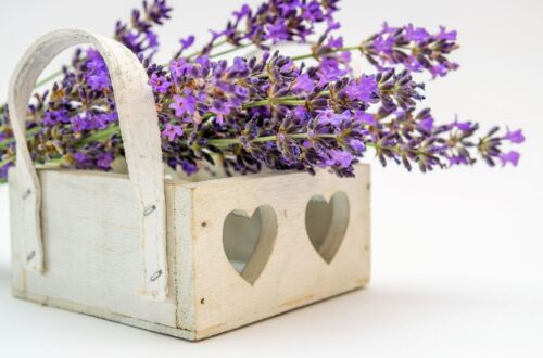 Lavendel ideal zum Entspannen