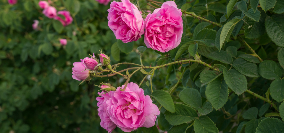 Die Rose und ihre Wirkung auf den Menschen